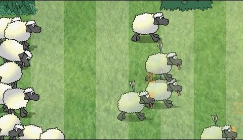 sheep reaction
